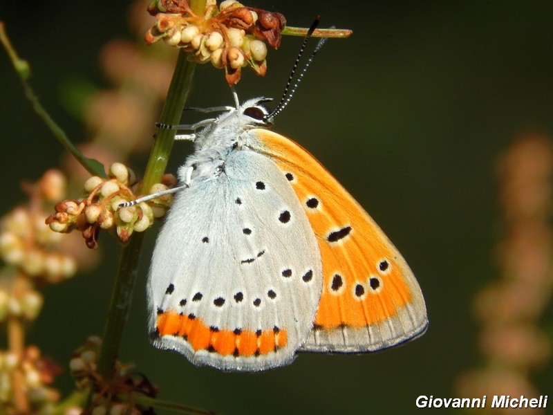 Lycaena.....